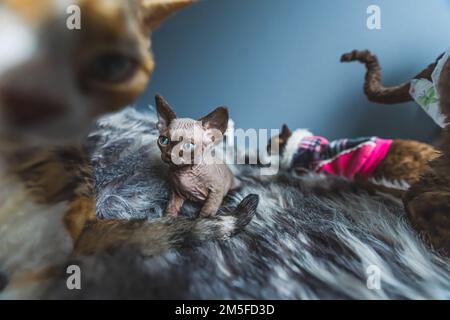 Colored Devon Rex cats and kittens on bed. High quality photo Stock Photo