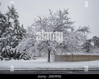 Canadian snow scene the week before Christmas. Snowy grey sky and a tree covered in snow. Stock Photo