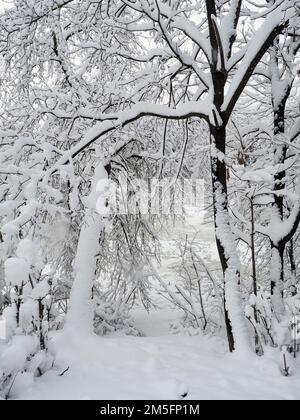 Canadian snow scene the week before Christmas. Trees by the road side covered in a fresh dumping of snow. Ottawa, Canada. Stock Photo