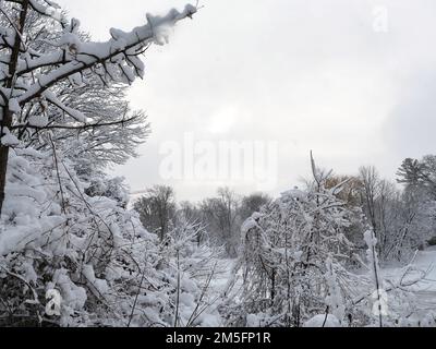 Canadian snow scene the week before Christmas. Heavy snow clouds lift and the sun almost makes a showing between snow covered branches. Stock Photo