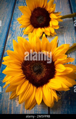 Two Sunflowers On Blue Table Still Life Stock Photo