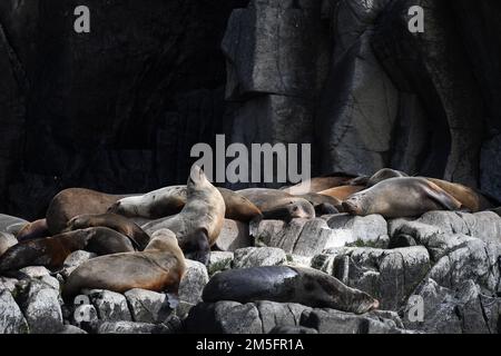 Australian Fur Seals captured off the south coast of Bruny Island, Tasmania Stock Photo