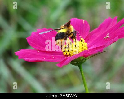 Bee insect perches and eat nectar sweet water on flowers flora blossom and green leaf plant tree in garden park tropical freshness on Mon Jam mountain Stock Photo