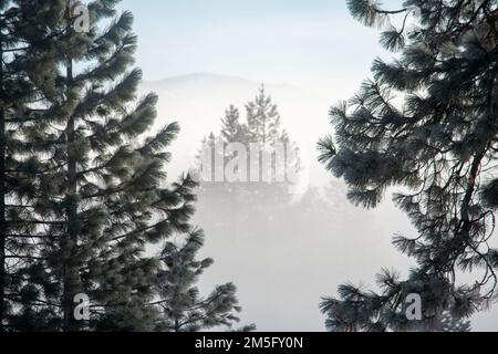 Donner State Park, is an excellent place to visit near Truckee, CA, to learn about the history of the area. Stock Photo