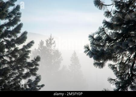 Donner State Park, is an excellent place to visit near Truckee, CA, to learn about the history of the area. Stock Photo