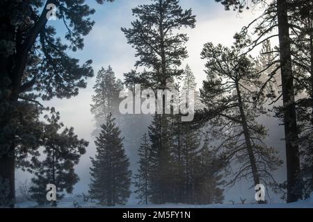 Donner State Park, is an excellent place to visit near Truckee, CA, to learn about the history of the area. Stock Photo