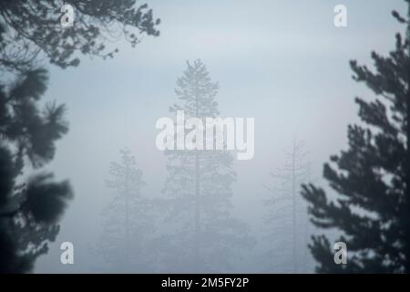 Donner State Park, is an excellent place to visit near Truckee, CA, to learn about the history of the area. Stock Photo