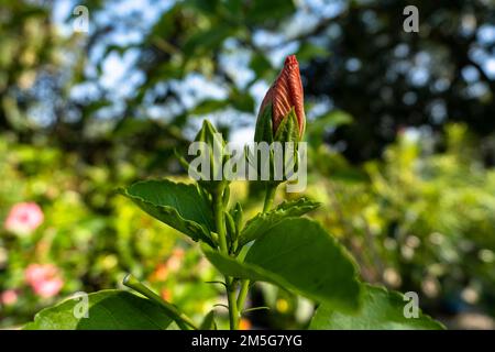 "hibiscus" Beautiful young red hibiscus flowers, blurred background of leaves Stock Photo