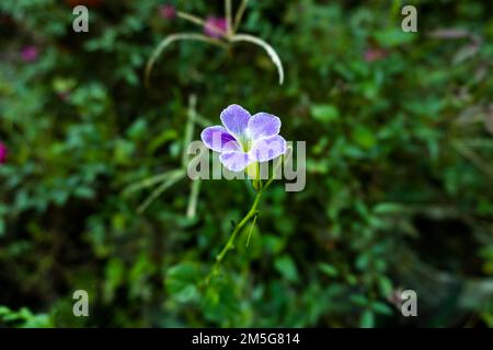 Geranium dissectum or Cut-leaved Crane's flower in a garden. blurred background of leaves Stock Photo