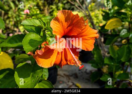 Beautiful young yellow hibiscus flowers, blurred background of leaves Stock Photo
