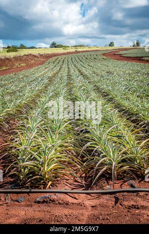 Young pineapple plantation plants on the north shore of Oahu, Hawaii Stock Photo