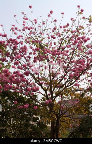 Pink Trumpet tree (Tabebuia rosea) in bloom : (pix Sanjiv Shukla) Stock Photo