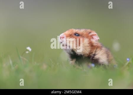 European hamster (Cricetus cricetus), in flower meadow, sniffing and securing, cemetery in Vienna, Austria Stock Photo