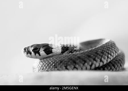 Grass snake (Natrix natrix), juvenile, black and white, high key, portrait, curled up, Isarauen, Bavaria, Germany Stock Photo