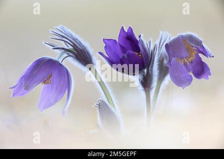 Purple flower ensemble of the common pasque flower against a light background, High Key, Bavaria, Germany Stock Photo