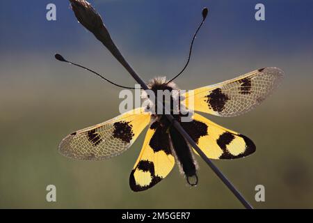 Ascalaphid owlfly (Libelloides macaronius), macro, resting on blade of grass with spread yellow wings, backlit, island of Krk, Croatia Stock Photo
