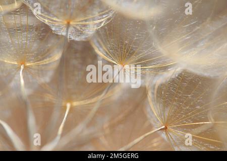 Seeds of meadow salsify (Tragopogon pratensis) illuminated by light, giant dandelion, monochrome, Croatia Stock Photo