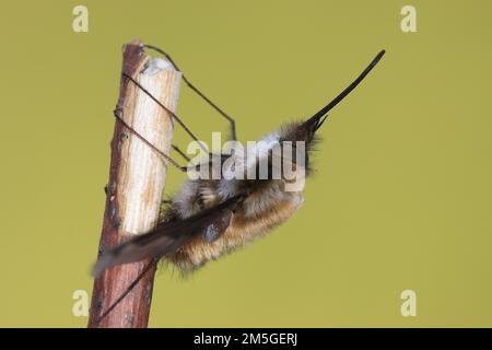 Large bee fly (Bombylius major), resting upside down on branch, with long proboscis, funny, Isental, Bavaria, Germany Stock Photo