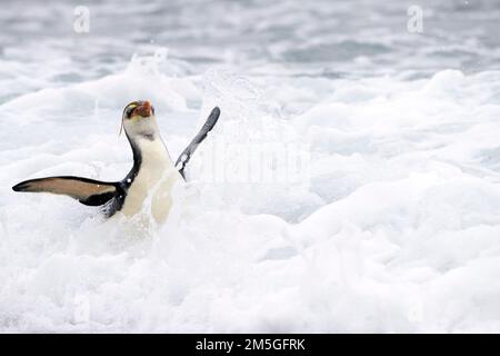 Royal Penguin (Eudyptes schlegeli) coming through the surf onto the beach on Macquarie islands, Australia Stock Photo