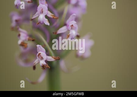 Detail of helmet orchid (Orchis militaris) with partly withered petals, withered, Staendelberg, Rammersberg, Maeusberg, Karlstadter, dry areas Stock Photo