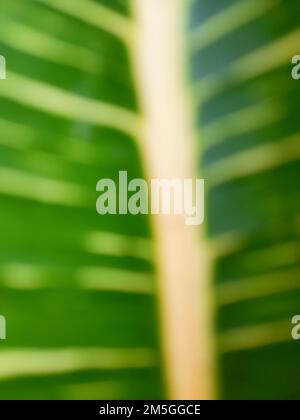 Close up. Blur photo or defocused abstract background of green leaves and yellow veins. Wallpaper or backgrounds. Summer Stock Photo