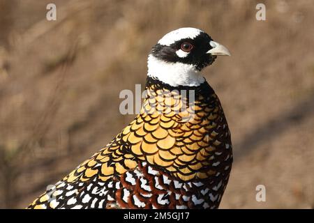 Reeves's pheasant (Syrmaticus reevesii), portrait, male, captive Stock Photo