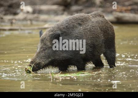 Wild boar (Sus scrofa) wallowing in water and mud, captive Stock Photo