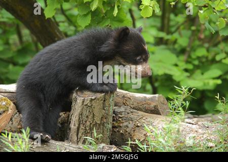 Young spectacled bear (Tremarctos ornatus), young, bears, bear, captive Stock Photo