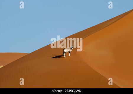 Oryx (Oryx gazella) (Gemsbok) on a dune, Taken from a hot-air balloon, Sossusvlei, Namib-Naukluft National Park, Namibia Stock Photo