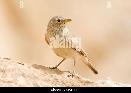 Woestijnleeuwerik, Desert Lark, Ammomanes deserti Stock Photo