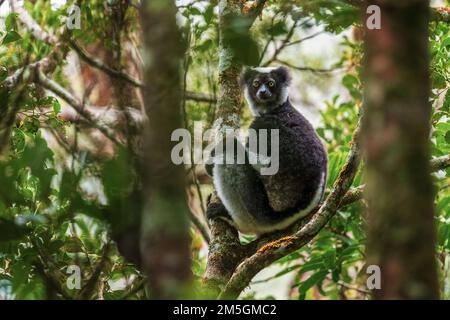 Indri - Indri indri, rain forest Madagascar east coast, Cute primate, Madagascar endemite. The largest lemur. Stock Photo