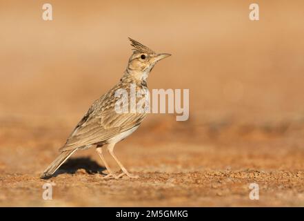 Adult Crested Lark (Galerida cristata pallida) standing in the Spanish steppes. Stock Photo