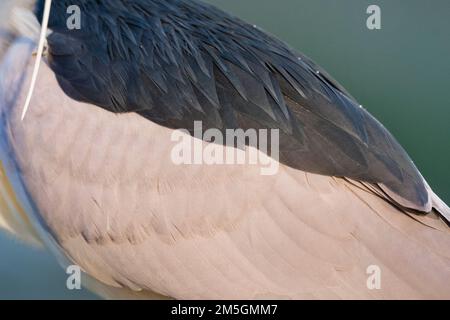 Close up van Kwak verenkleed; Close up of Black-crowned Night Heron plumage Stock Photo