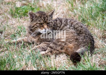 Wildcat resting on the grass on a hot summer day Stock Photo