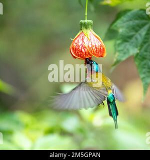 Male Fork-tailed Sunbird (Aethopyga christinae latouchii) foraging on topical flowers in Southeast-China. Stock Photo