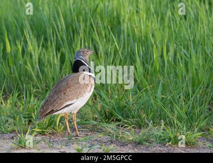 Male Little Bustard (Tetrax tetrax) at a lek in Catalonia, Spain. Looking over it’s shoulder. Stock Photo