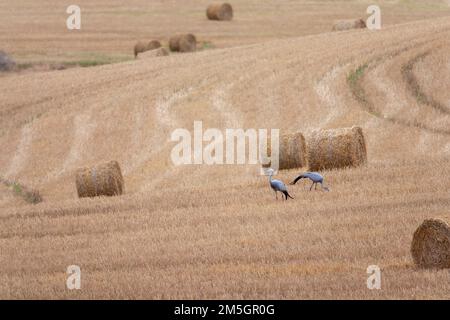 Blue Crane (Grus paradisea) in South-Africa. Pair of cranes feeding in an agricultural field. Stock Photo