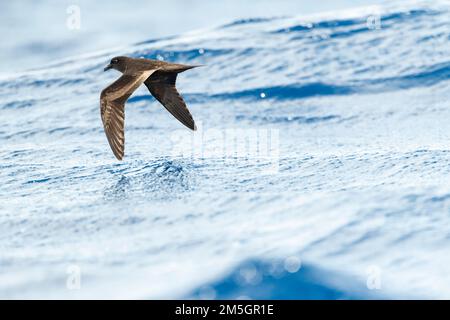 Bulwer's Petrel (Bulweria bulwerii) in flight over the ocean off Madeira. Stock Photo