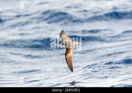 Bulwer's Petrel (Bulweria bulwerii) in flight over the ocean off Madeira. Stock Photo