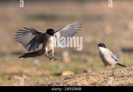 Iberian Magpie (Cyanopica cooki), a species from the Iberian Peninsula and that lives in family groups. Stock Photo