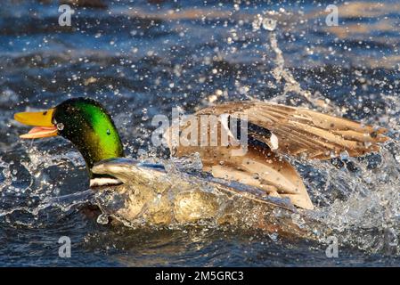 Male Mallard (Anas platyrhynchos) getting away from another male in an urban lake in Katwijk, Netherlands. Stock Photo