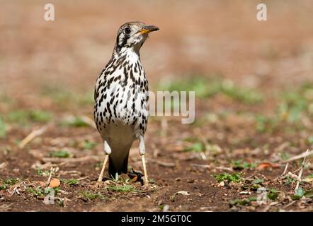 Groundscraper Thrush (Psophocichla litsitsirupa) standing on the ground in a safari camp in Kruger National Park in South Africa. Stock Photo