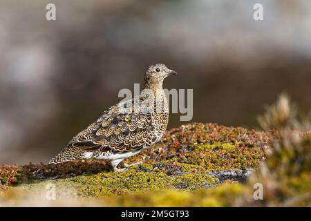 Witbuikkwartelsnip; White-bellied Seedsnipe Stock Photo