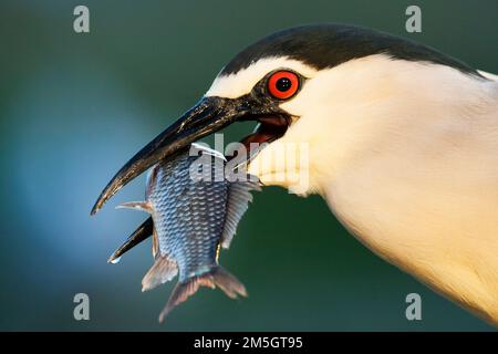 Adult Black-crowned Night Heron (Nycticorax nycticorax) carrying a big fish it its beak seen from up close in Hungary. Stock Photo
