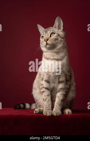 Snow bengal purebred cat sitting on a burgundy red background Stock Photo