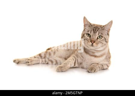 Snow bengal cat lying down looking at the camera on a white background Stock Photo