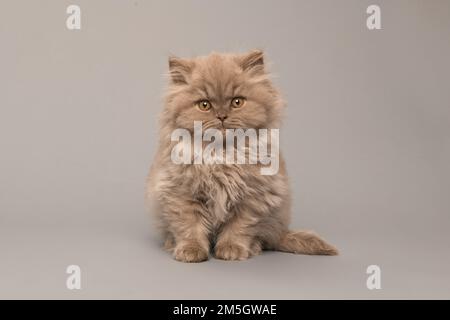 Pretty british long haired kitten looking at the camera isolated on a grey background Stock Photo