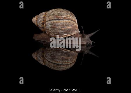Giant african snail seen from the side on a black background with reflection Stock Photo