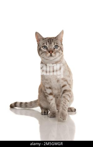 Snow bengal purebred cat looking up sitting on a white background Stock Photo