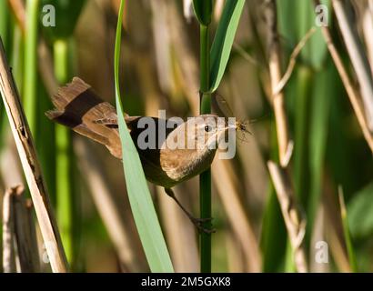 Snor met voer; Savi's Warbler with food Stock Photo